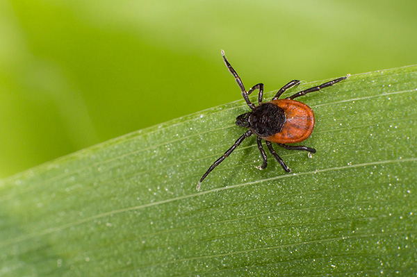 Ixodes ricinus