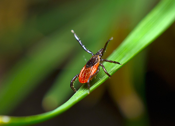 V okviru preprečevanja Borrelioze, ki se prenašajo s klopi, je treba najprej nameniti veliko pozornosti, da se prepreči ugrize klopov.