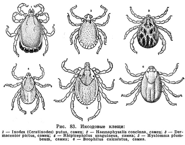 Predstavniki družine Ixododa