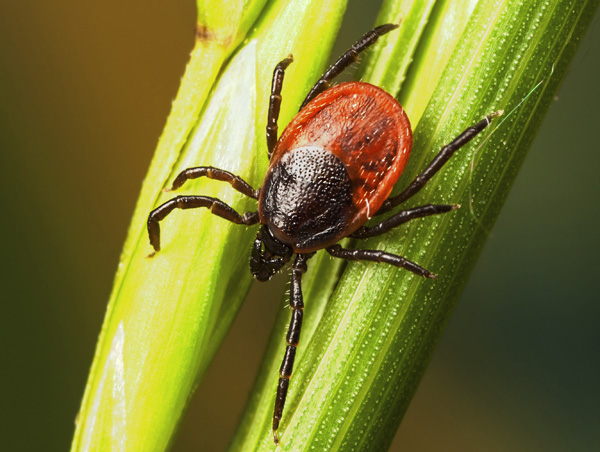 Taiga tik (ixodes persulcatus)