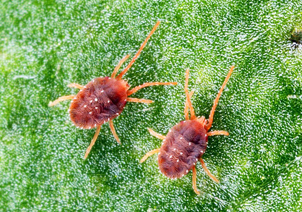 Clover Tick (Briobia)