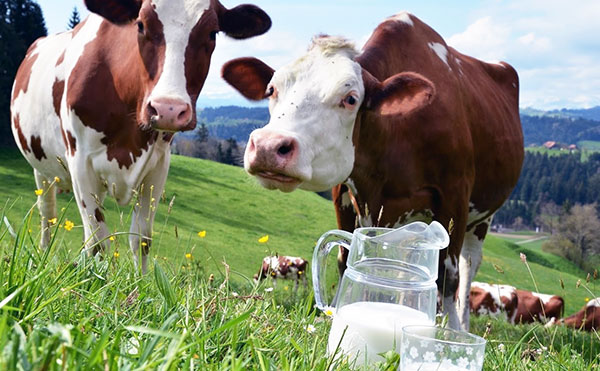 Okužba s klopom -encefalitis, ki se prenaša skozi mleko in krave