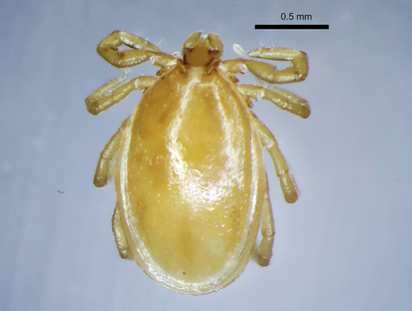 Pršica tipa tipa Ixodes trianguliceps    