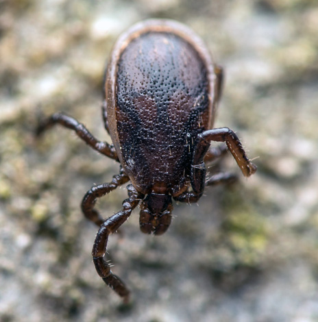 Pasja pršica (ixodes ricinus) odrasli moški