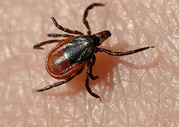 Samice taiga klopa (ixodes persulcatus)