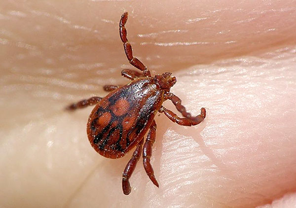 Nimfa taiga klopa (ixodes personcatus)