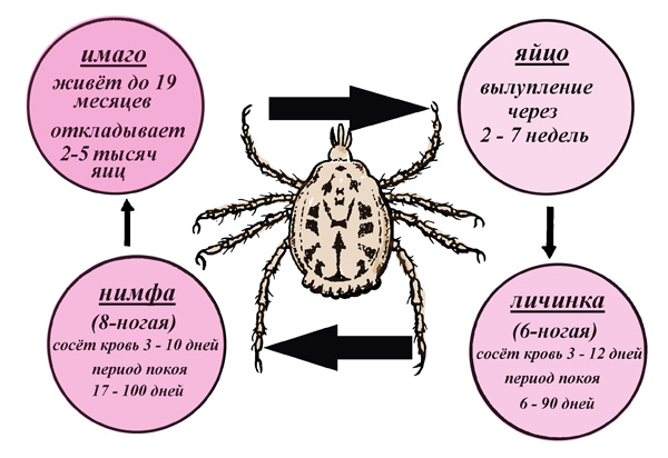 Življenjski cikel Dermacentor Reticulatus