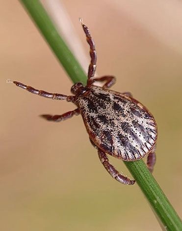 Šape naprej Meadow Tick govori o pripravljenosti za napad