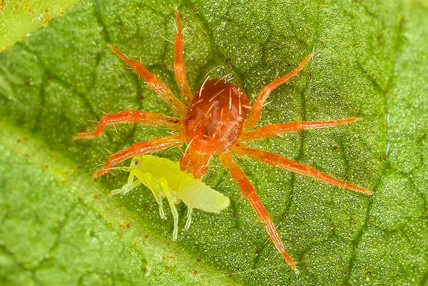 Plenilski tick Phytoseulyus pomaga v boju proti škodljivcem