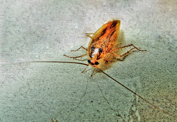 Ščurki so na splošno bolj odporni na insekticide kot hrošče