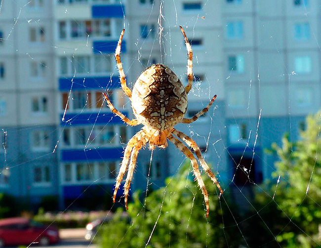 Spider-Cross